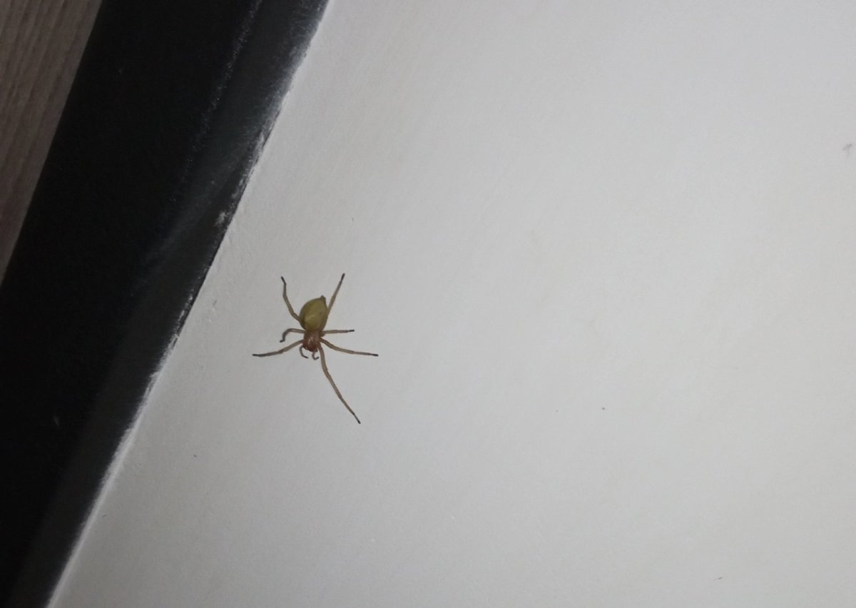 Ядовитые пауки