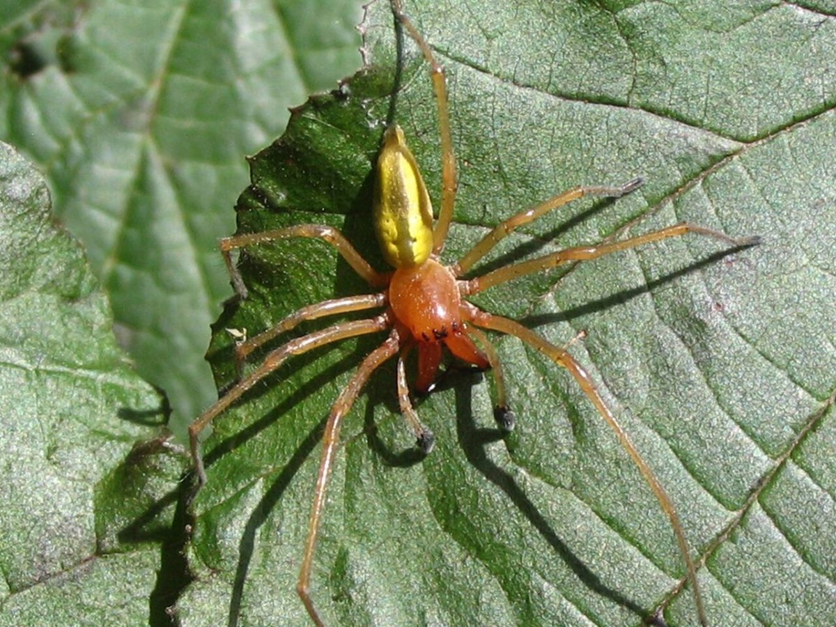 Семейство членистоногих пауки