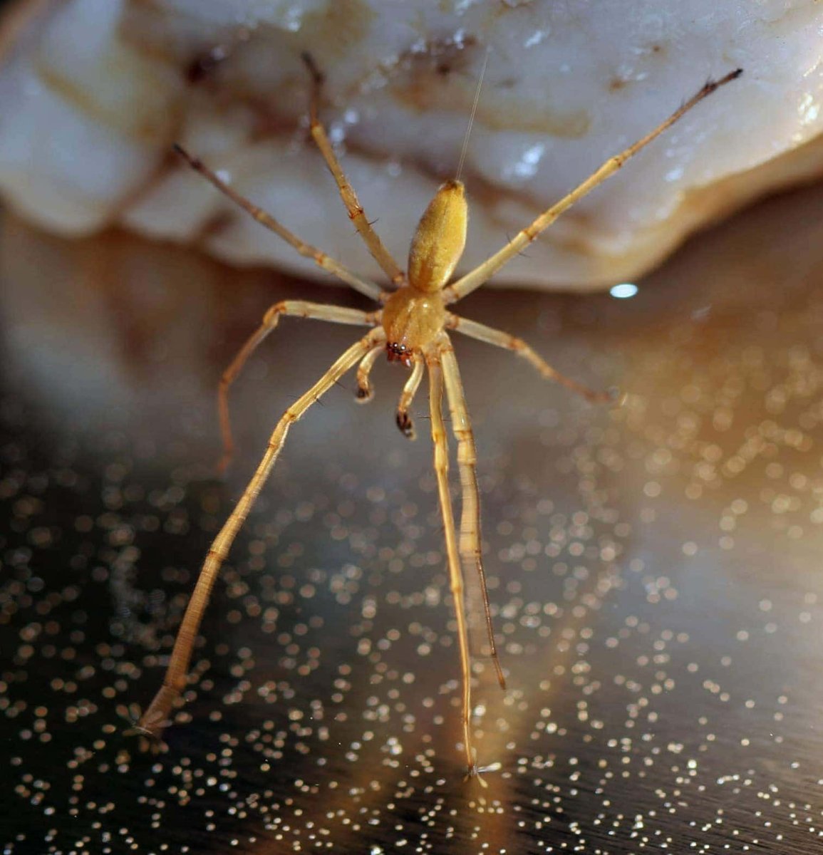 Cheiracanthium inclusum