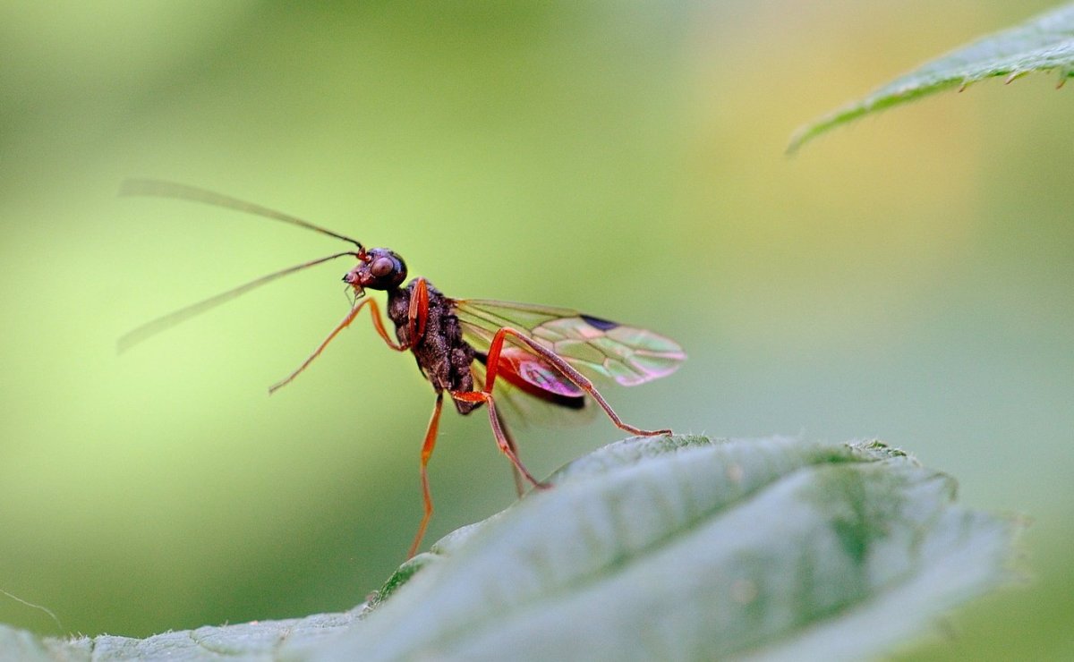 Летучие насекомые