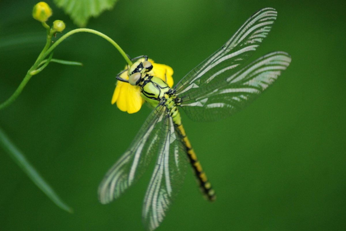 Длинка Сибирская
