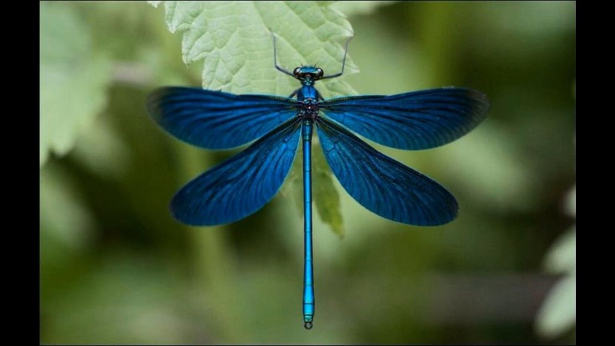 Стрекоза Calopteryx Virgo