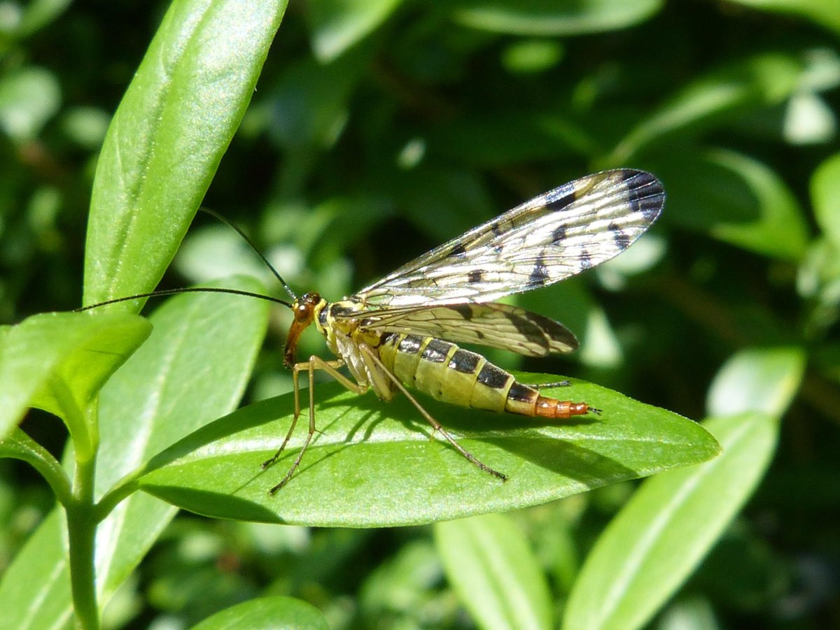 Скорпионница обыкновенная отряд