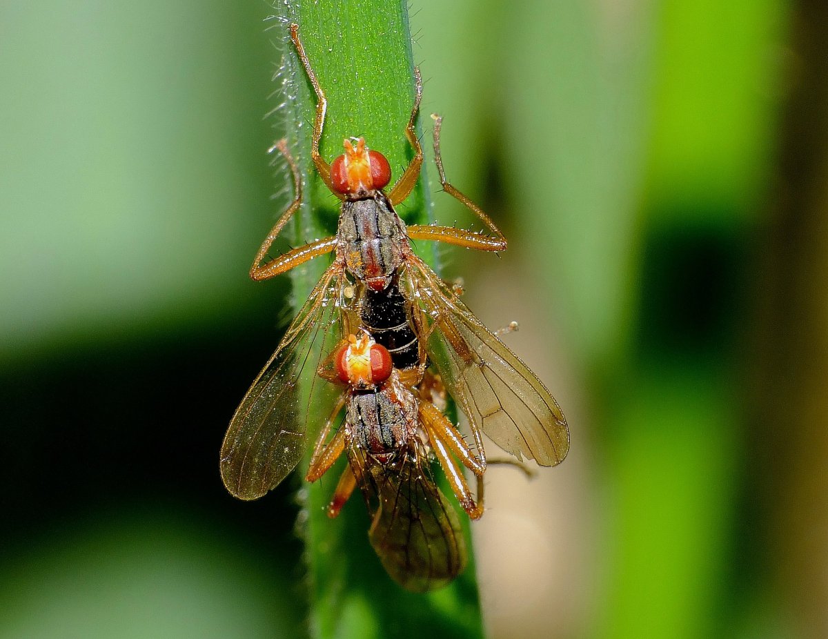 Насекомые Подмосковья