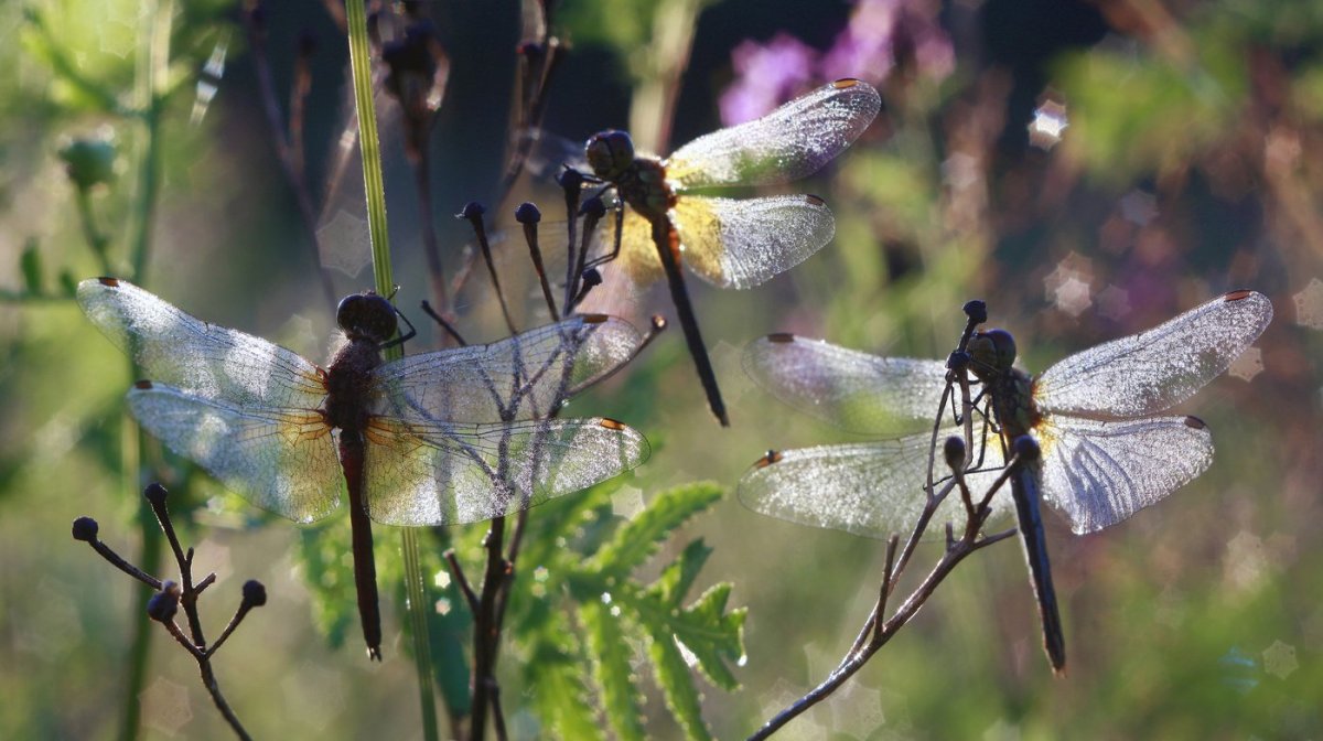 Стрекозы летают стаями