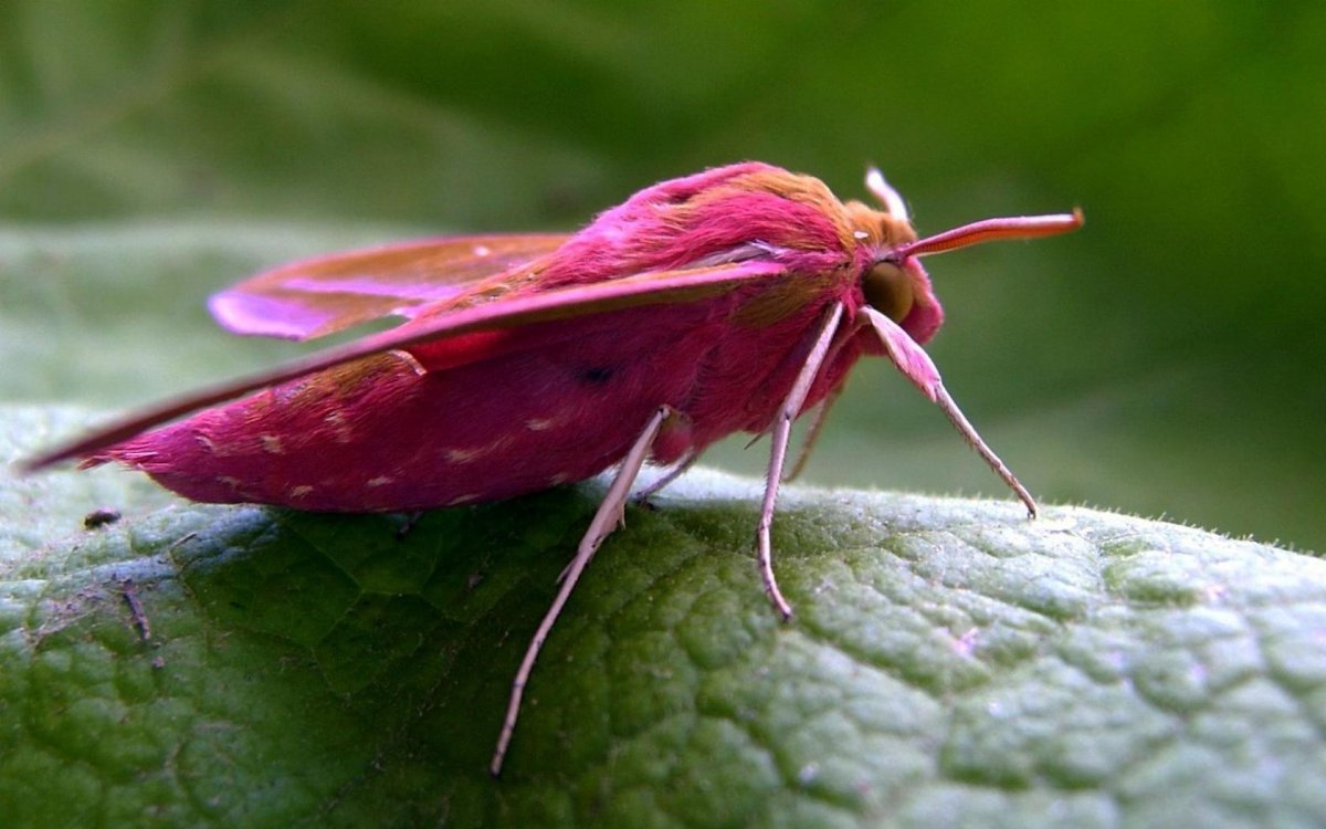 Розовая Муха