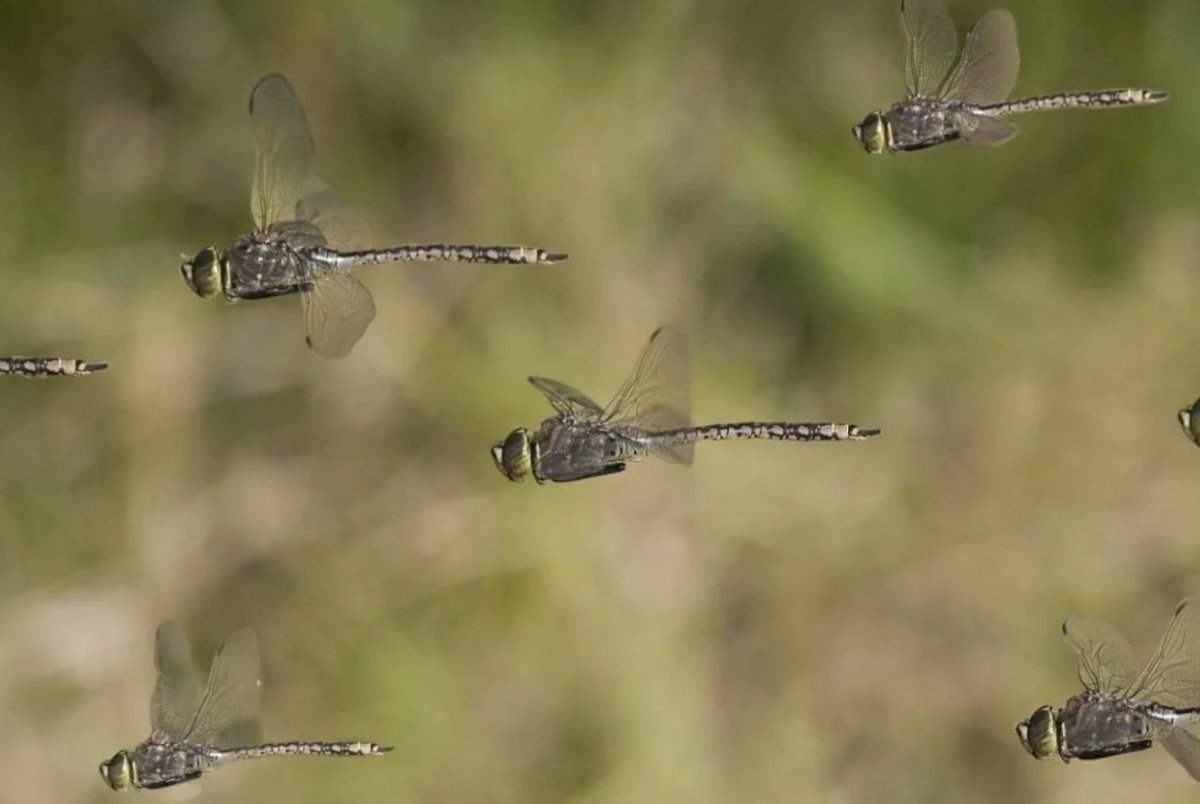 Много стрекоз
