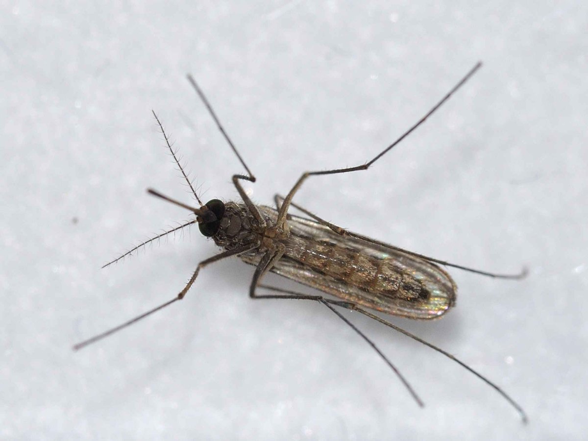 Насекомые Сибири летающие