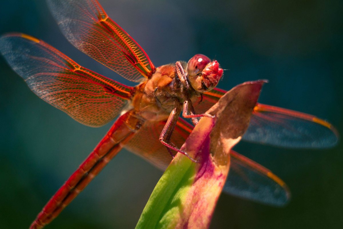 Насекомые Стрекоза Шафрановая