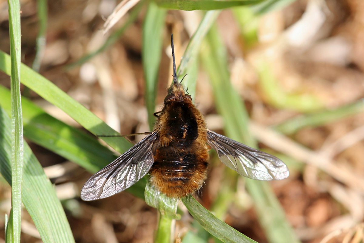 Пушистая Муха с хоботком