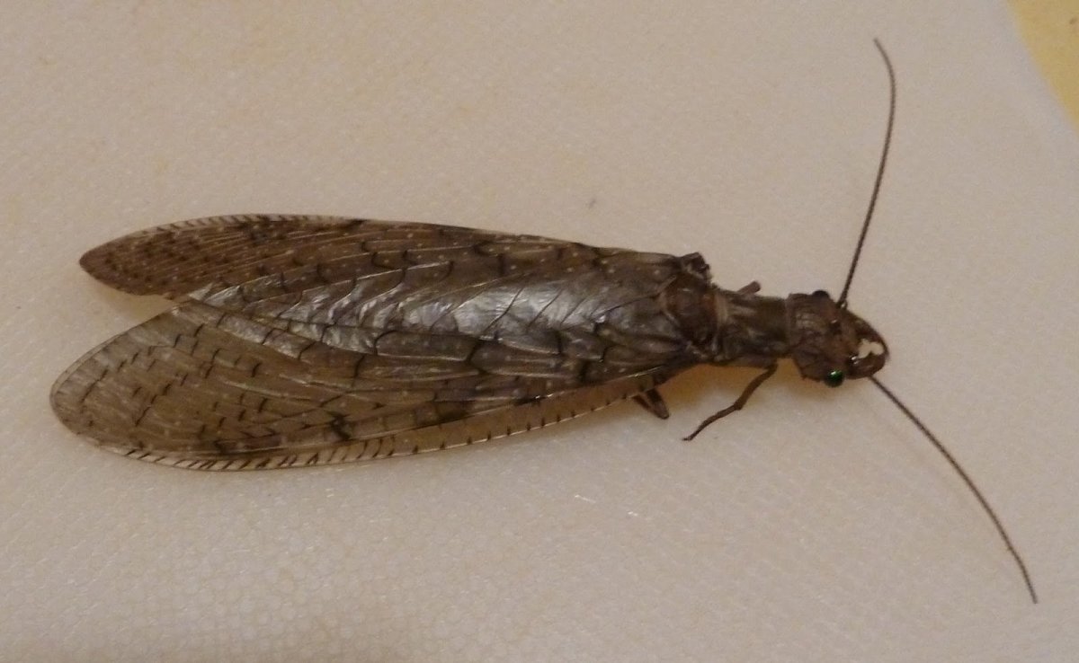 Китайская Муха Добсона