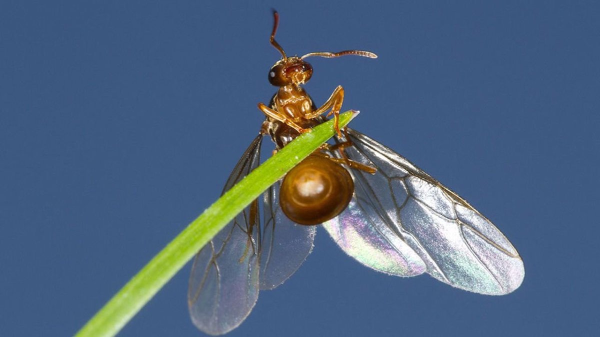 Лазиус флавус