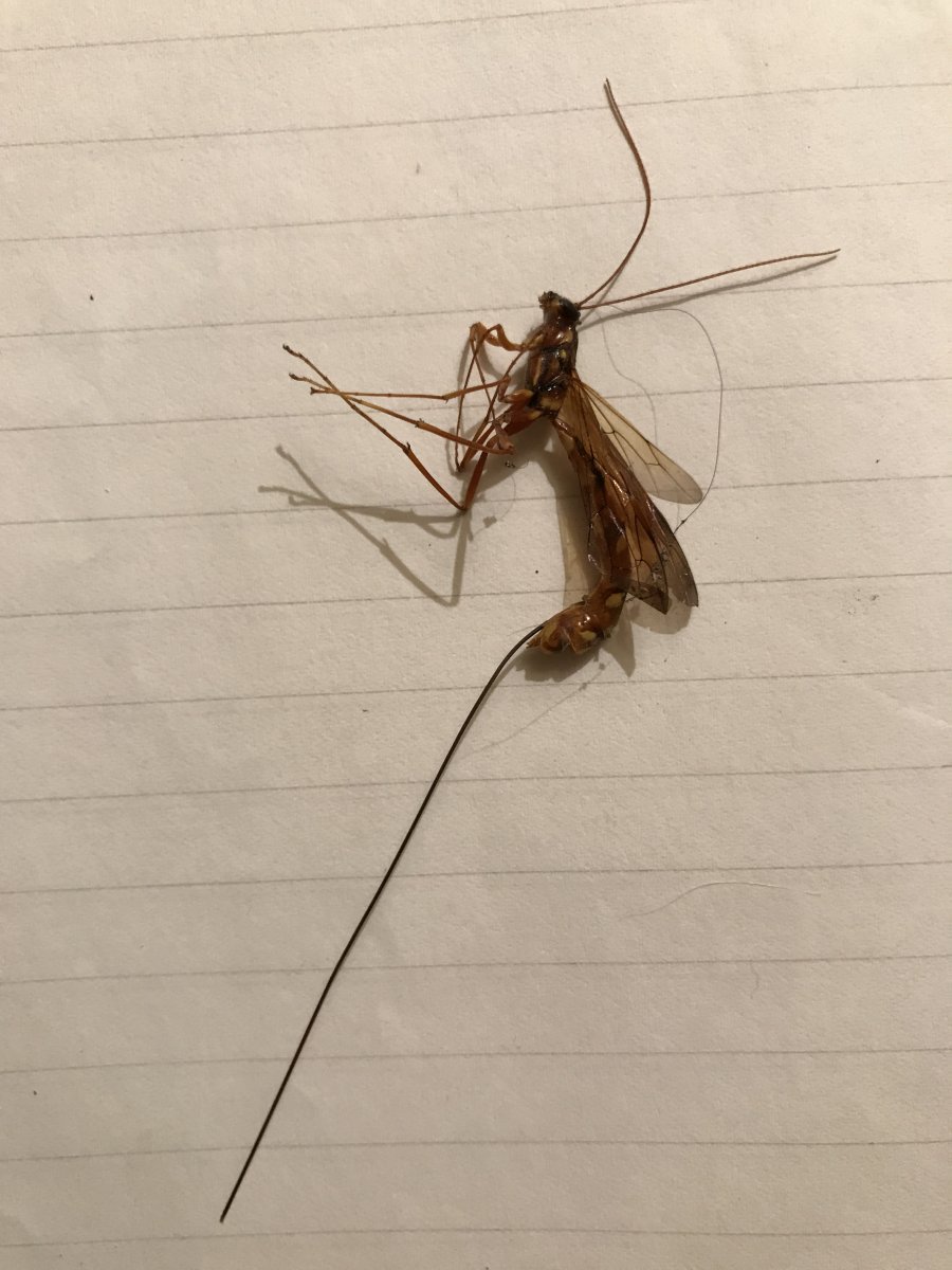 Летающее насекомое с длинным хвостом