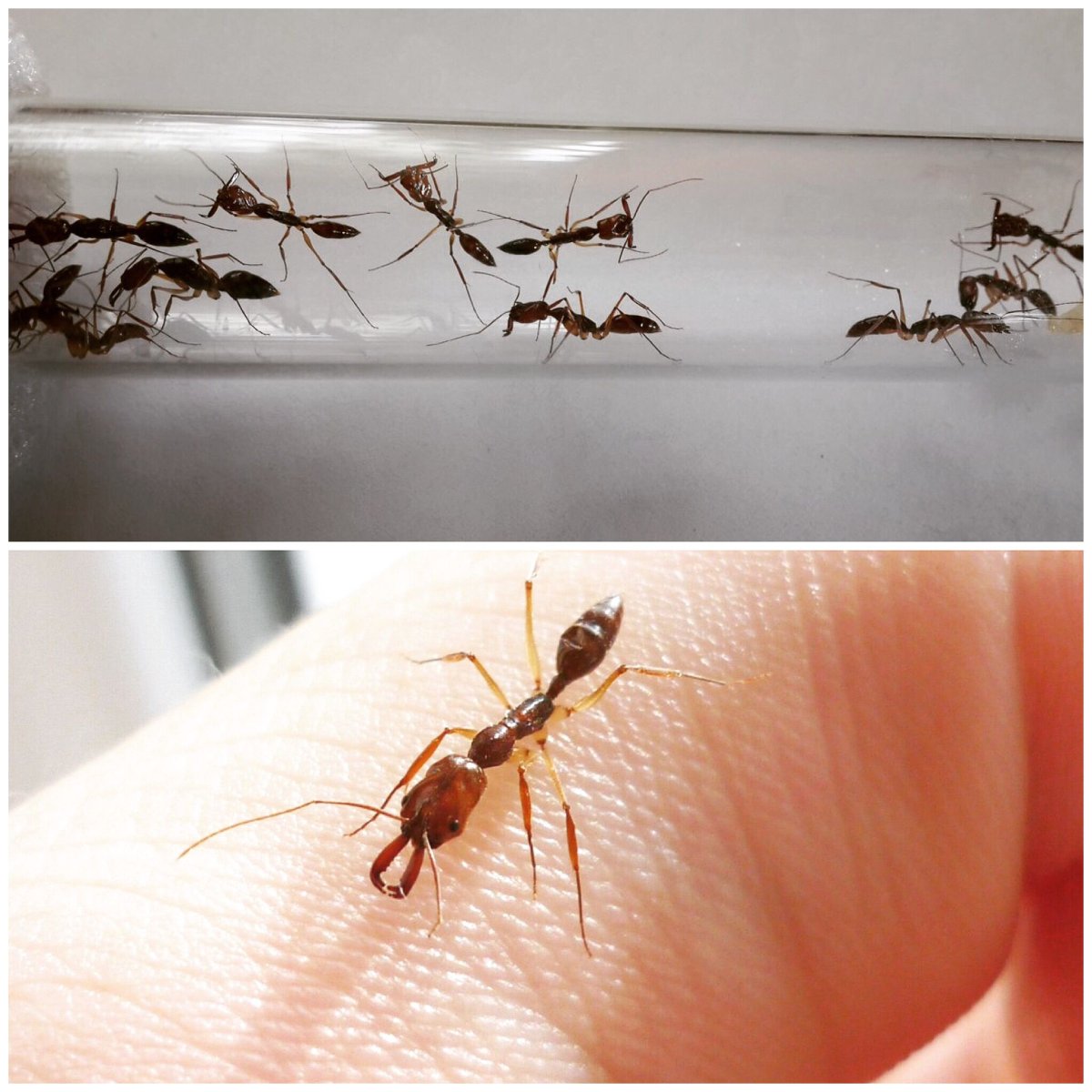 Муравей одонтомахус