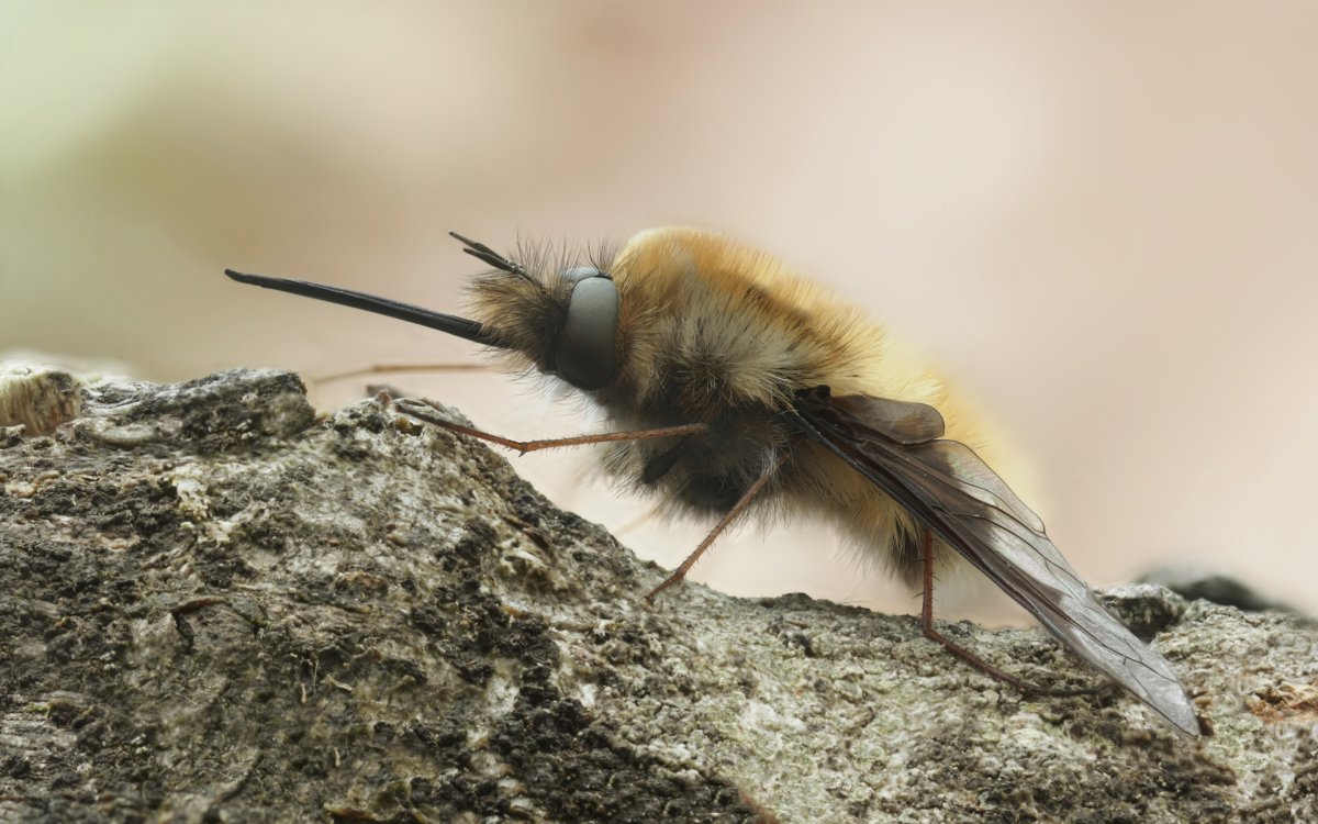 Муха (Bombylius Major)