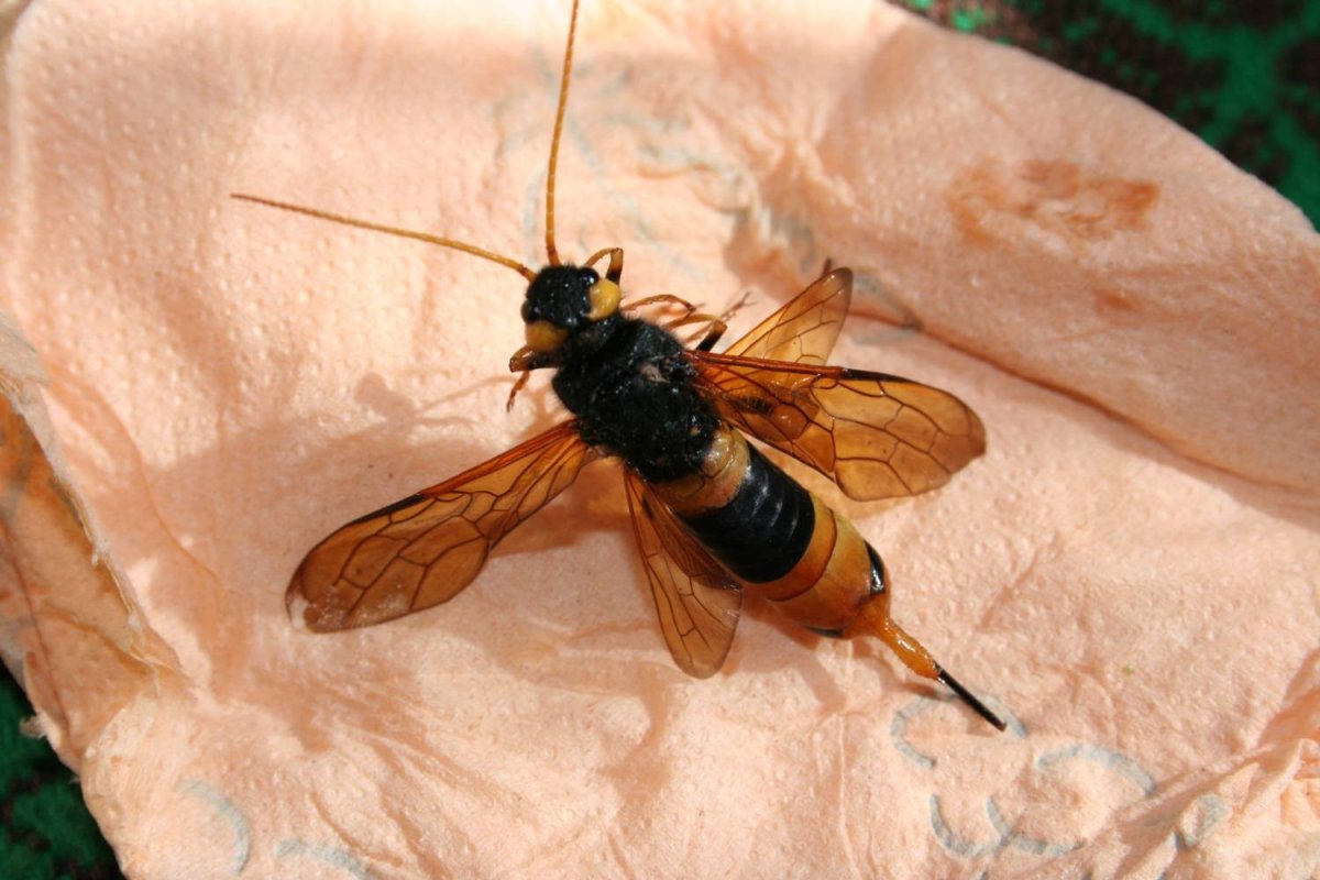 Жало, у насекомых