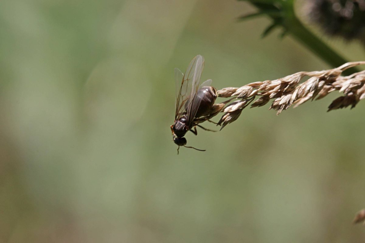 Муравьи с крыльями