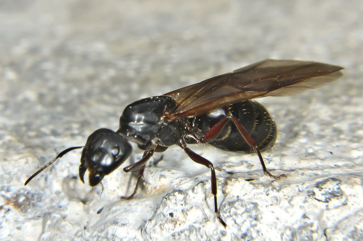 Перепончатокрылые насекомые муравьи