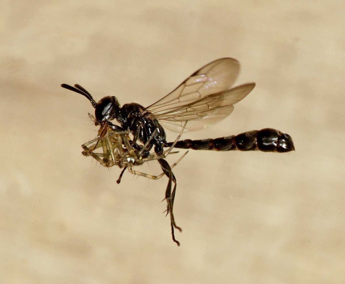 Trypoxylon clavicerum