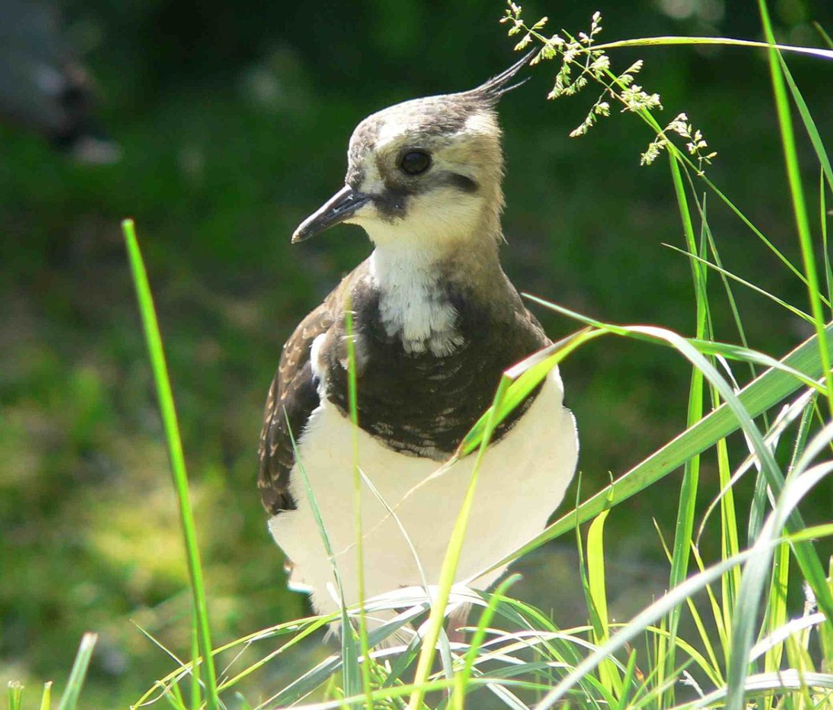 Саванная лужелюбка
