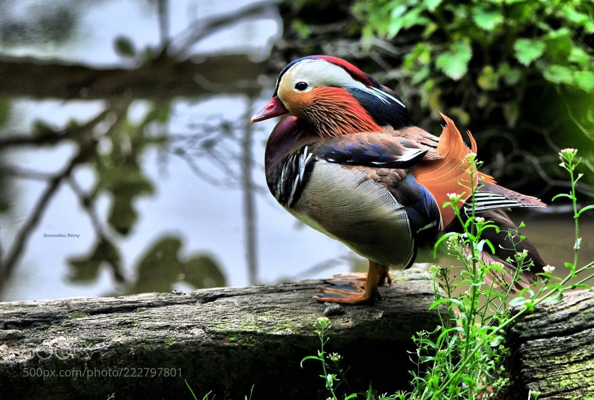 Птицы Франции