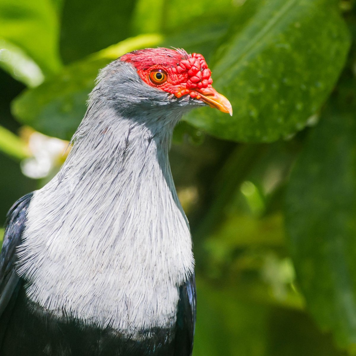 Сейшельский синий голубь