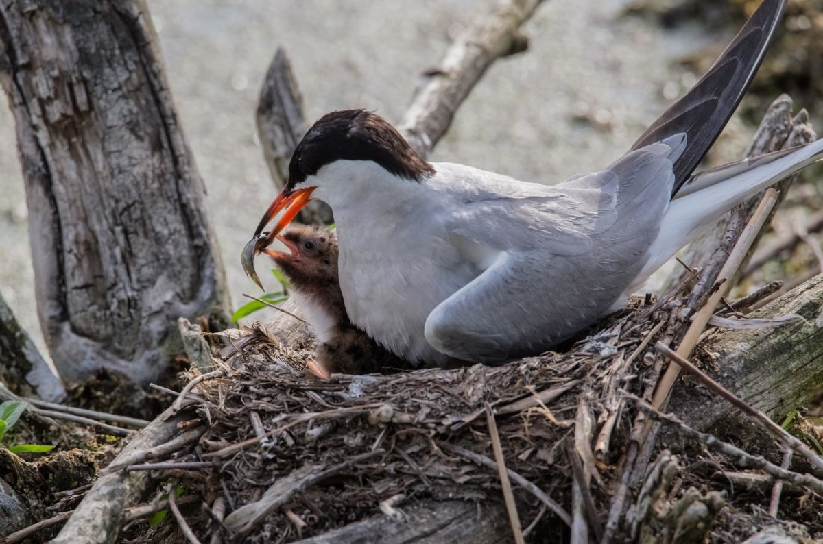 Речная крачка птенец