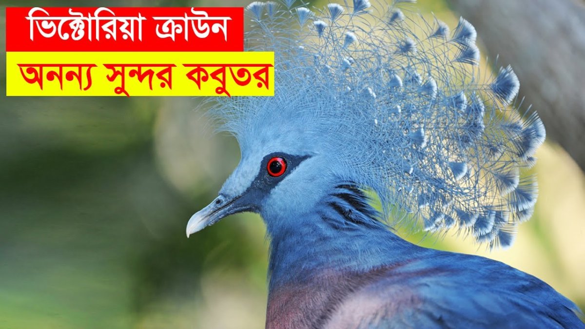 Венценосный голубь птенец