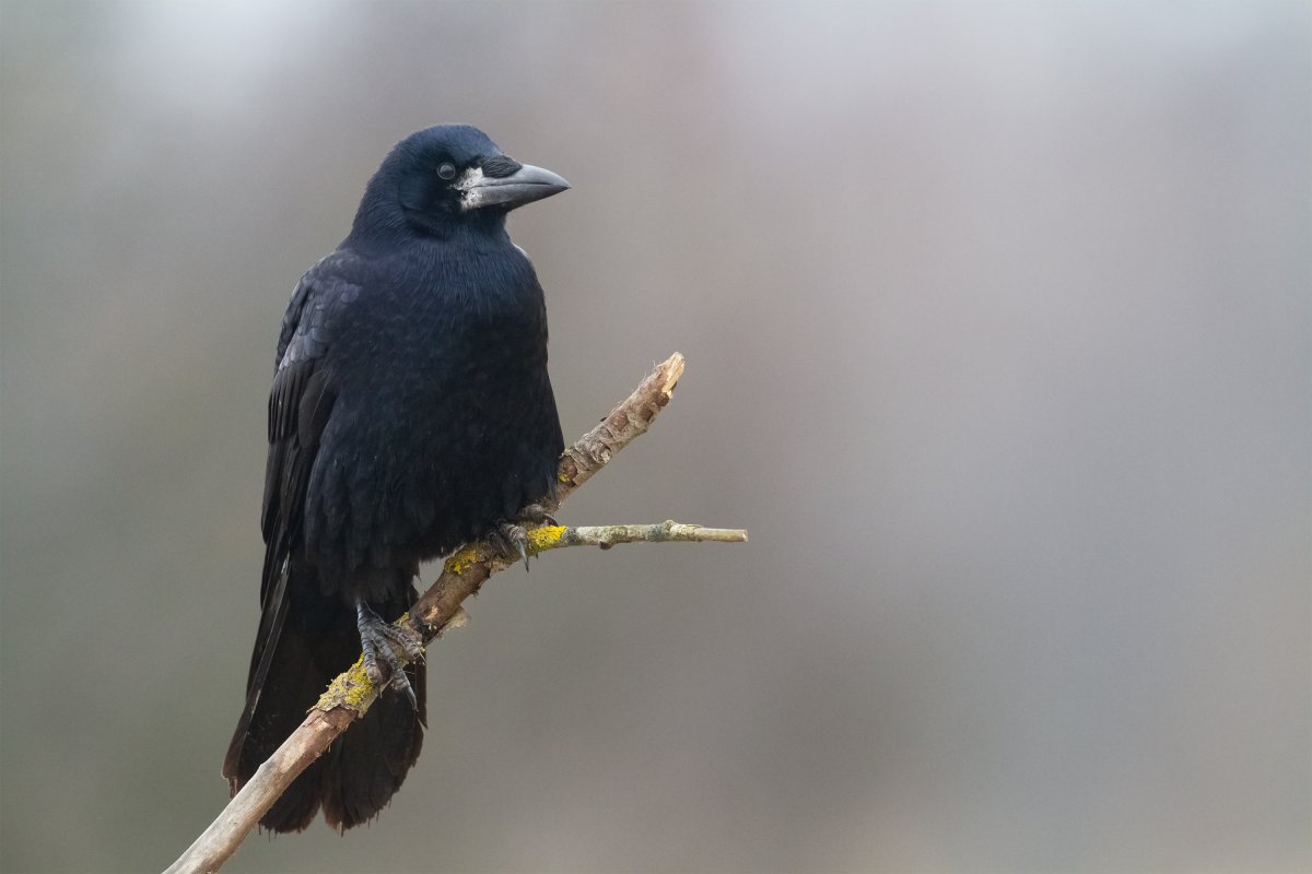 Иссиня-черный Грач