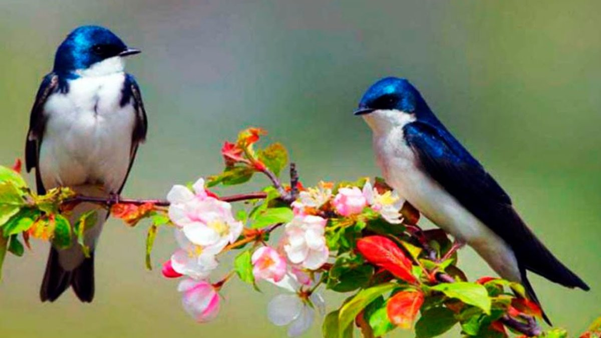 Весна ласточки