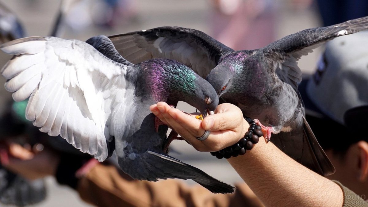 Кормление голубей