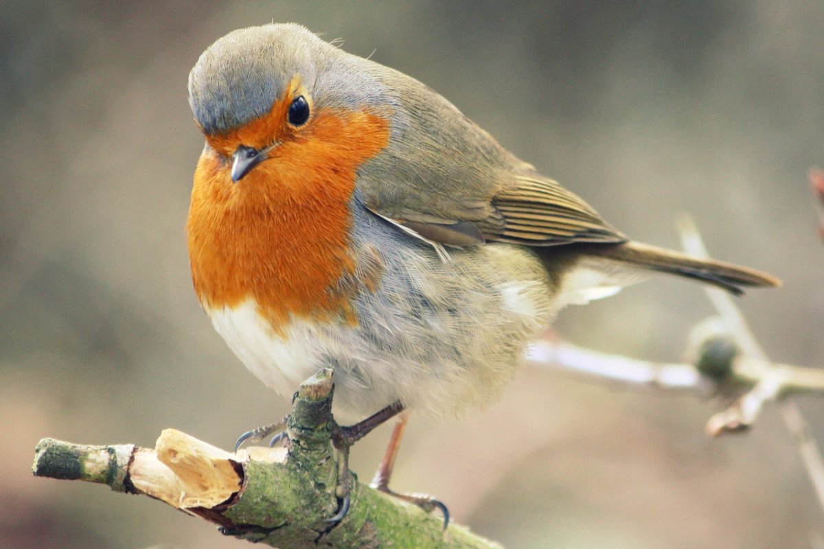 Робин -Зарянка птица