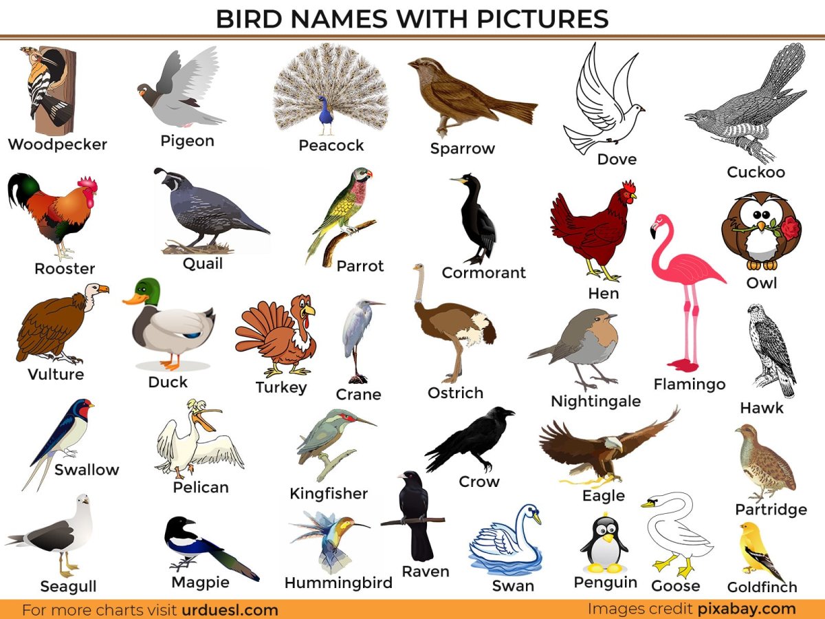 Птицы на английском языке