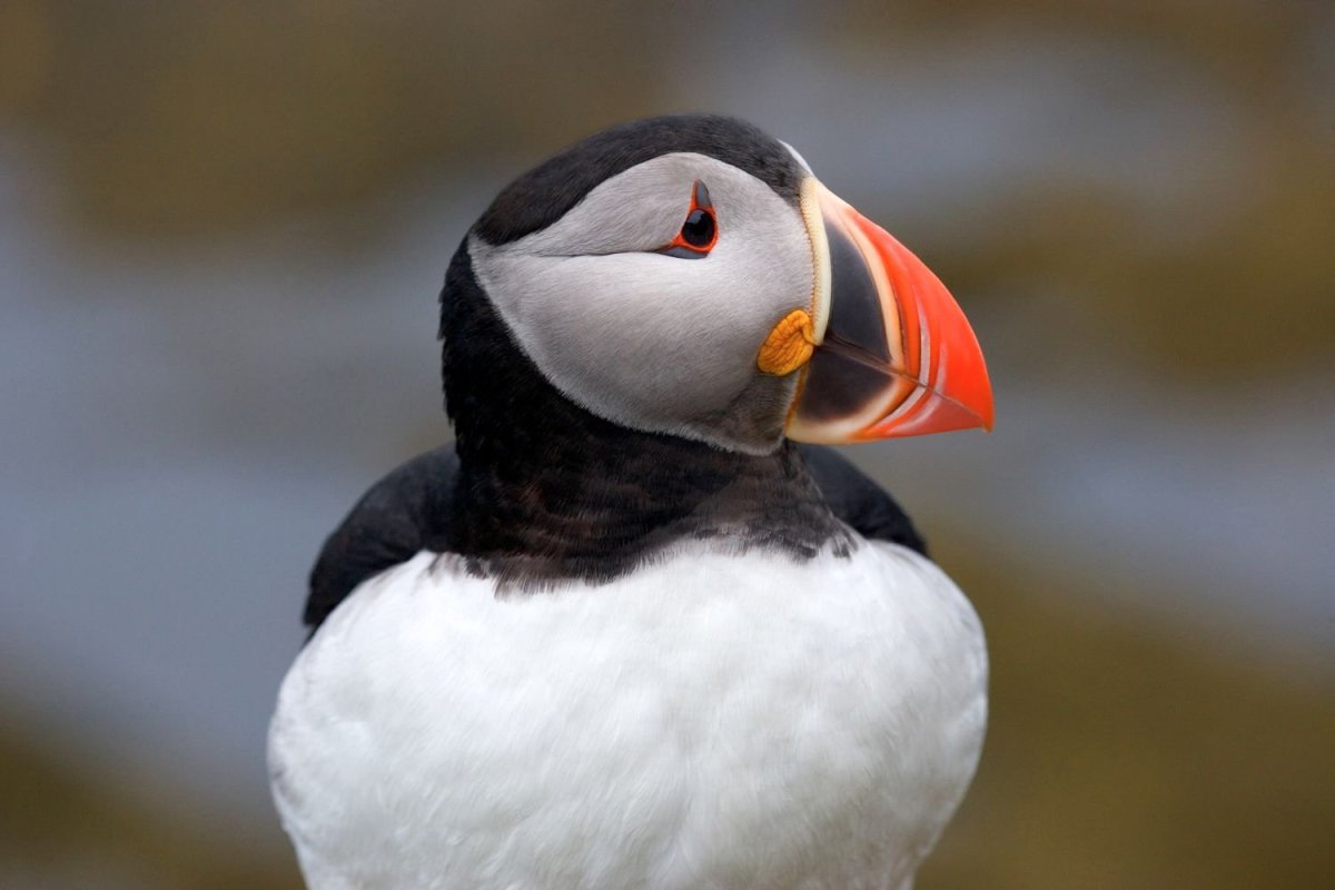 Пингвин с красным клювом