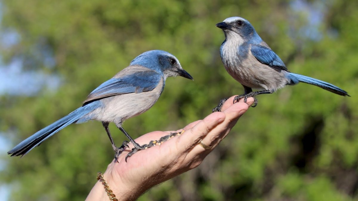 Орнитология для детей