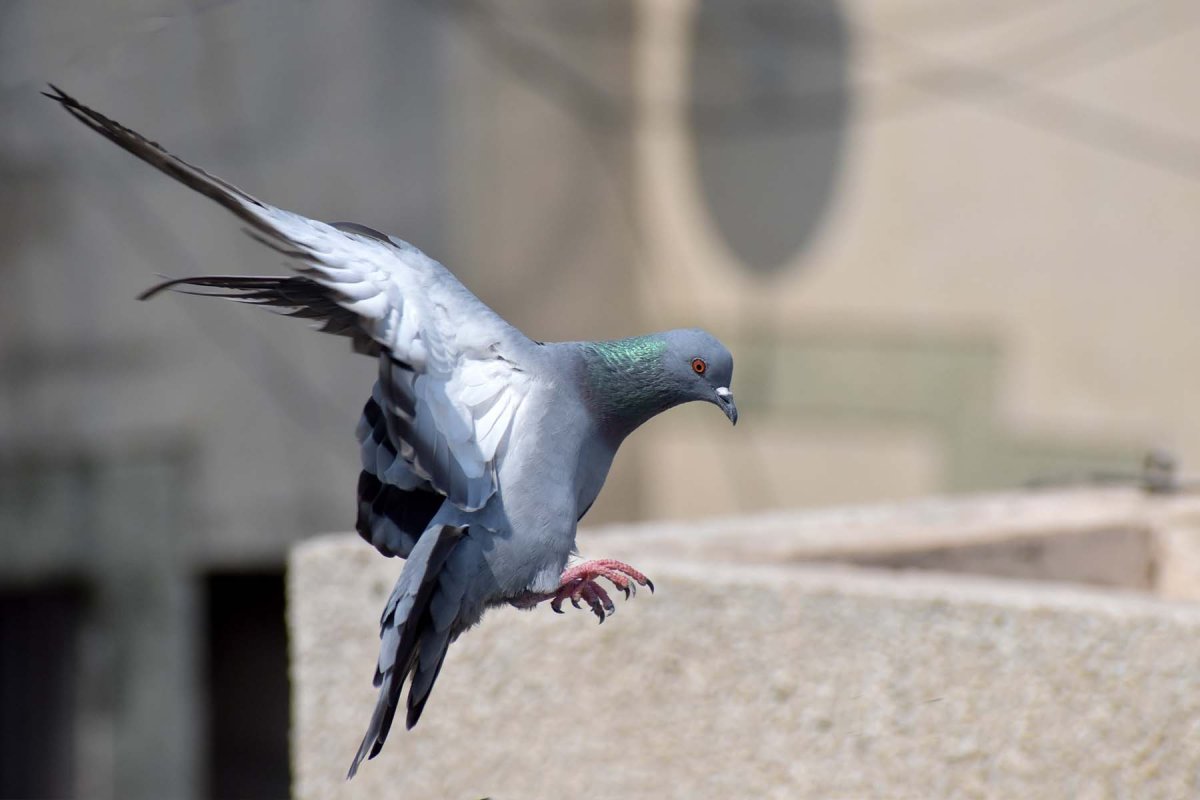 Голубь взлетает