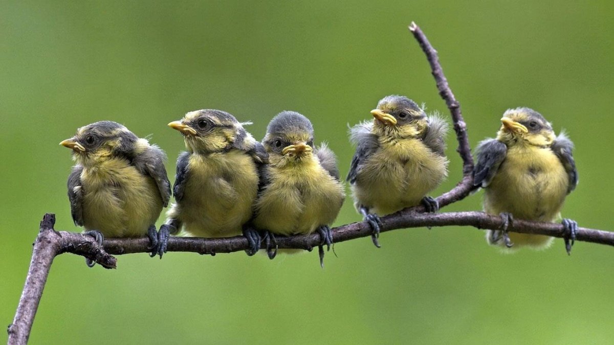 Пять птичек