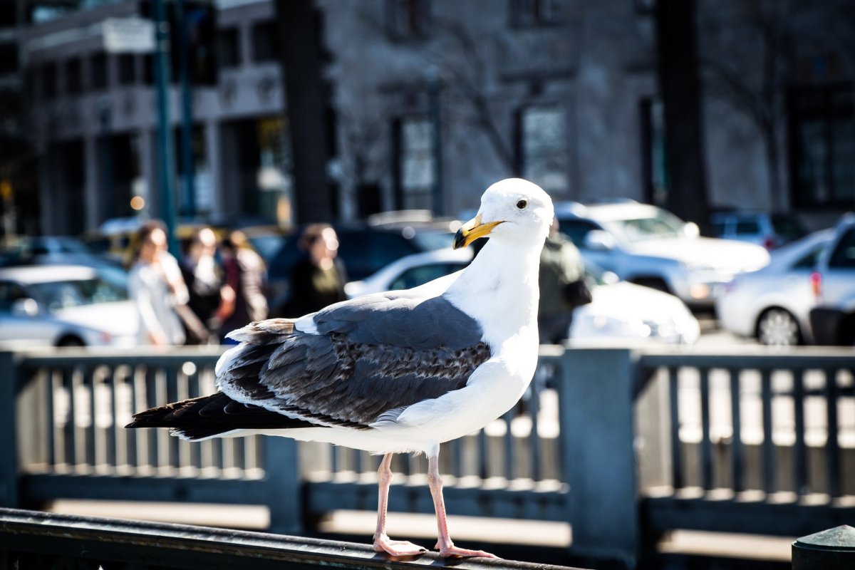 Птицы на улицах города