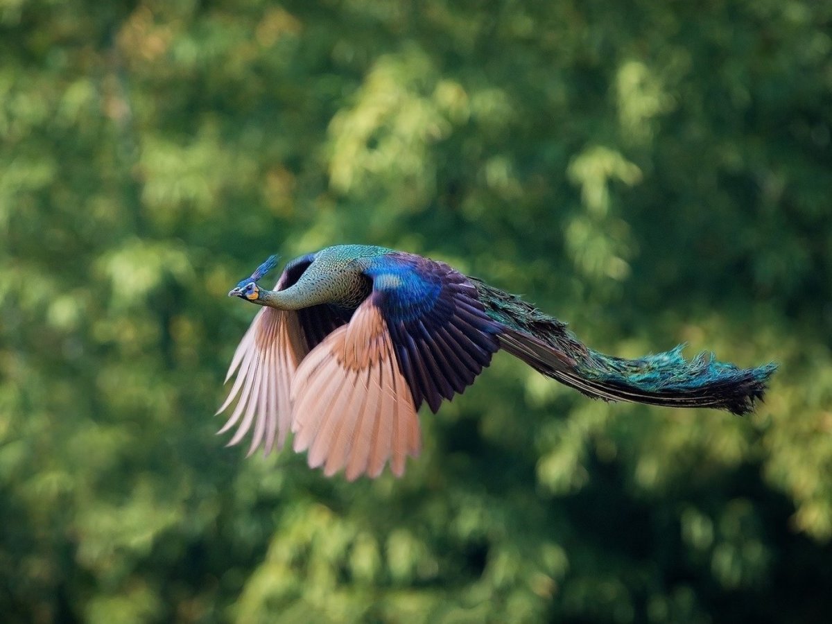 Павлин Райская птица