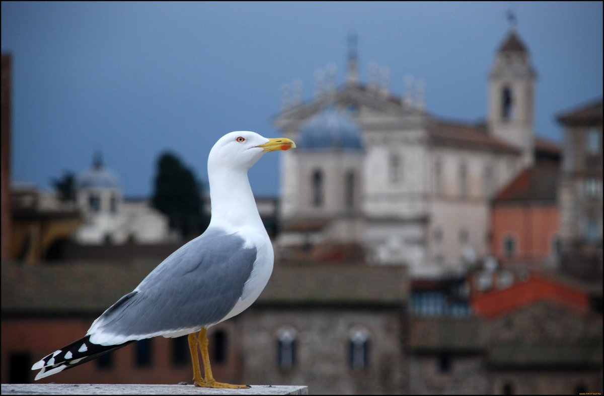 Чайка Санкт-Петербург