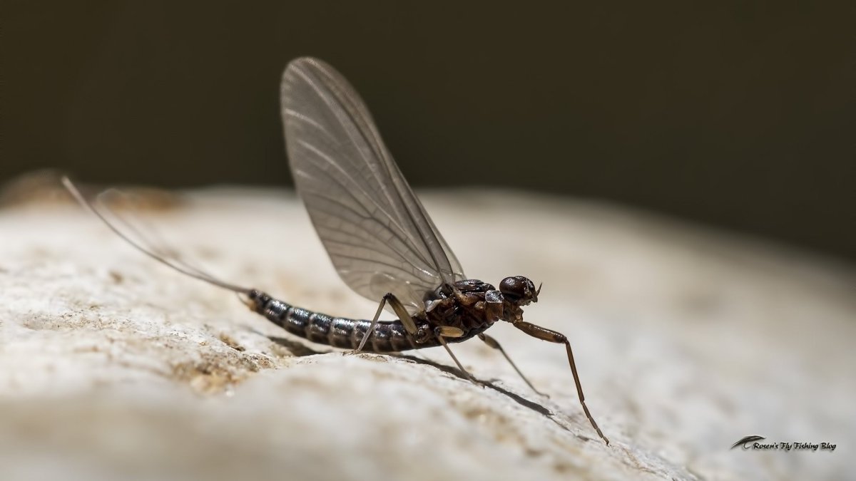 Насекомое с длинным хвостом