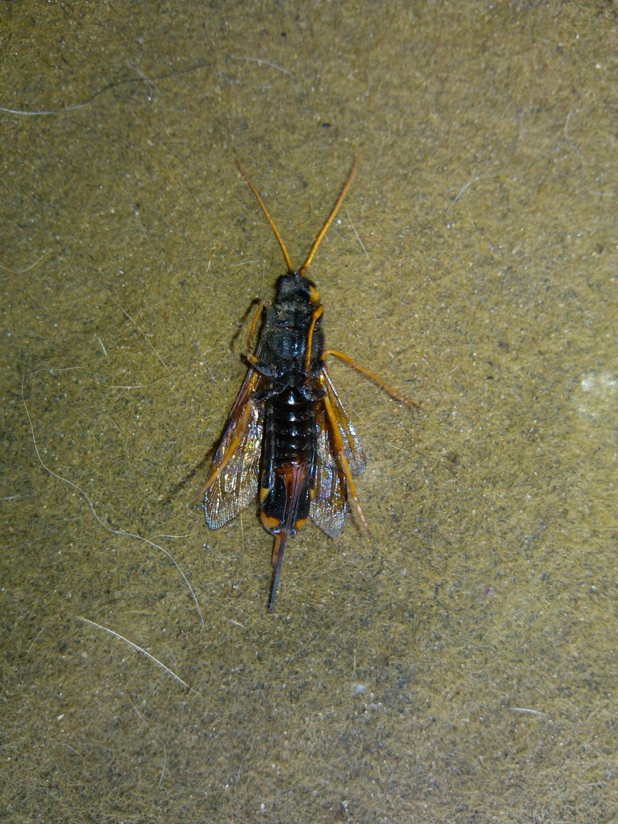 Рогохвост большой Urocerus Gigas