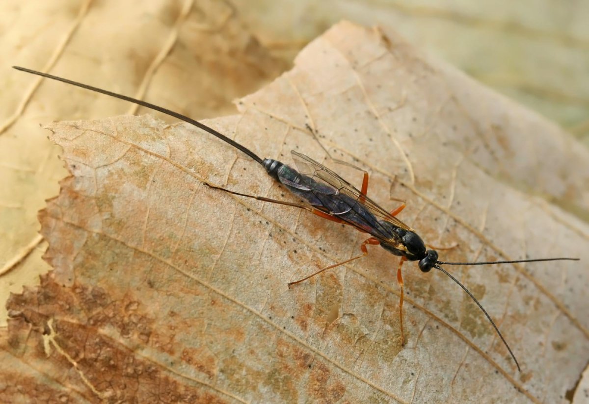 Лиссонота (менискус)