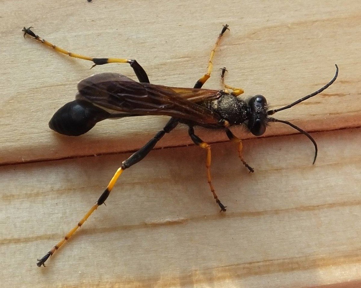 Жало, у насекомых