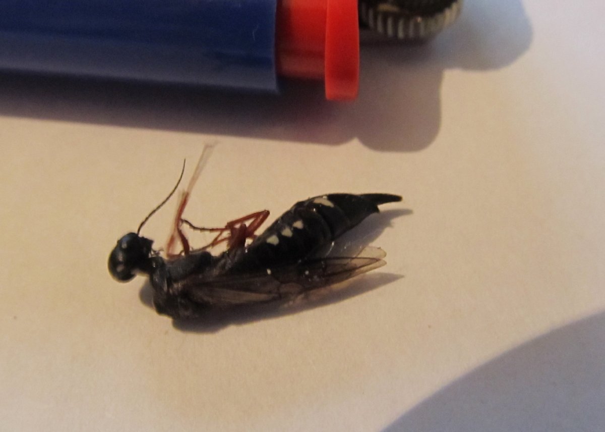 Черное насекомое с крыльями в квартире