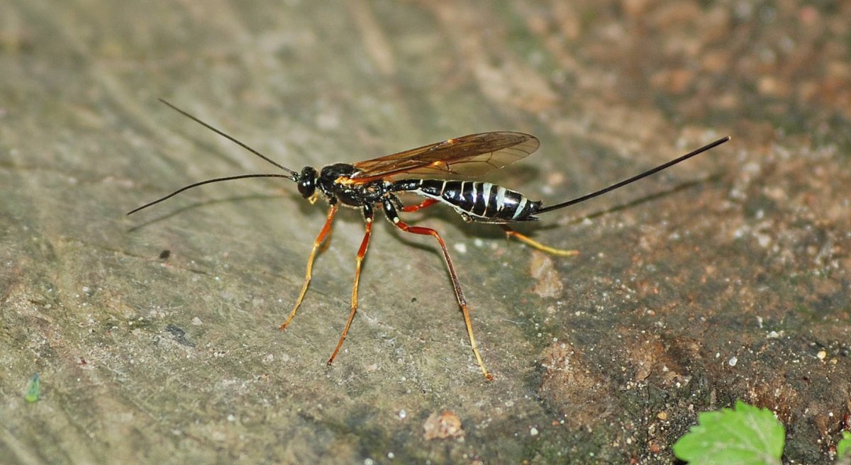 Наездники Перепончатокрылые насекомые