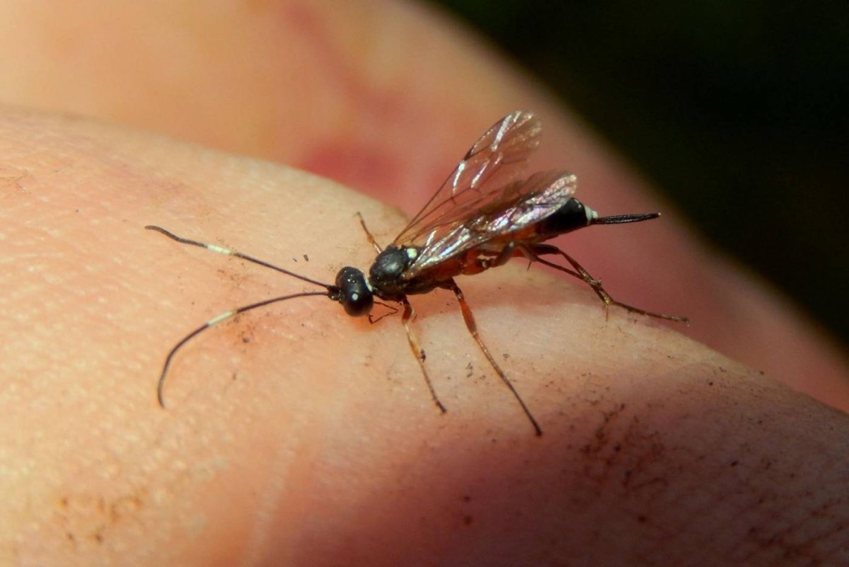 Жук наездник ужалил