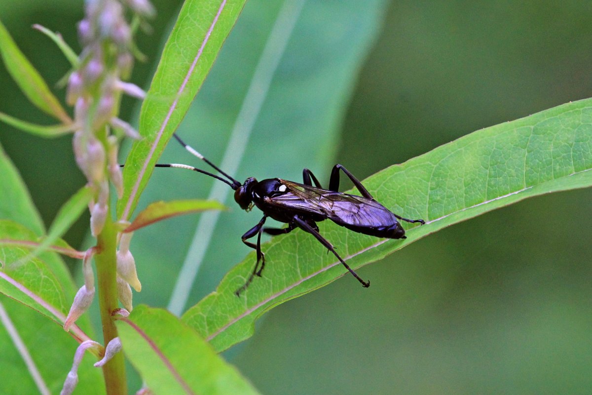 Жук наездник ихневмониды