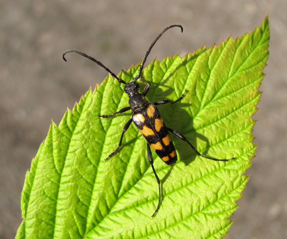 Жук усач Лептура четырехполосая