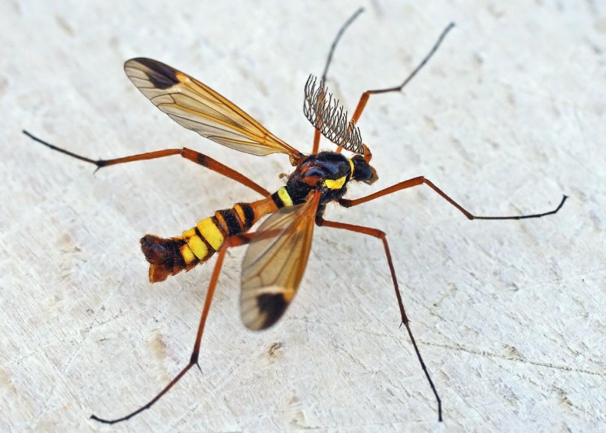 Комар долгоножка с жалом